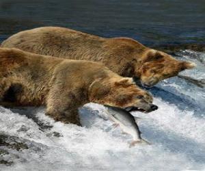 пазл Медведи промысел лосося